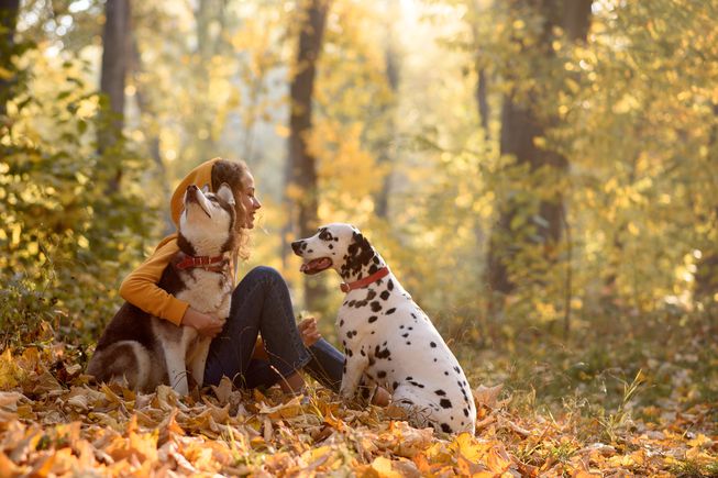 Guía para Elegir el mejor arnés para Perros